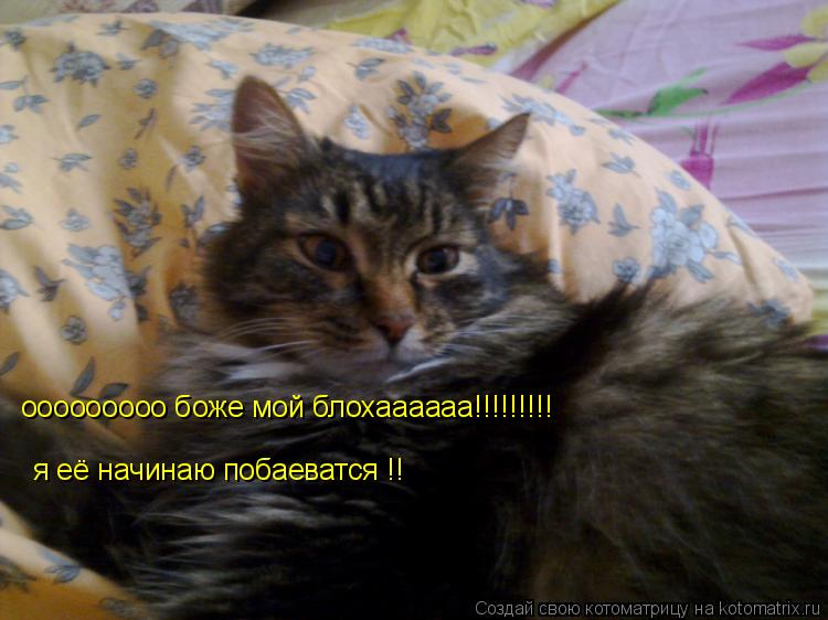 ооооооооо боже мой блохаааааа!!!!!!!!! я её начинаю побаеватся !!... Котоматрица: ооооооооо боже мой блохаааааа!!!!!!!!! я её начинаю побаеватся !!