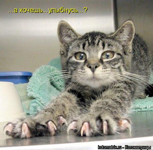 ...а хочешь...улыбнусь...?... Котоматрица: ...а хочешь...улыбнусь...?