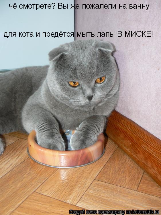 чё смотрете? Вы же пожалели на ванну для кота и предётся мыть лапы В МИСКЕ!... Котоматрица: чё смотрете? Вы же пожалели на ванну для кота и предётся мыть лапы В МИСКЕ!