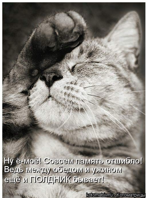 Ну ё-моё! Совсем память отшибло! Ведь между обедом и ужином ещё и ПОЛДНИК бывает!... Котоматрица: Ну ё-моё! Совсем память отшибло! Ведь между обедом и ужином ещё и ПОЛДНИК бывает!