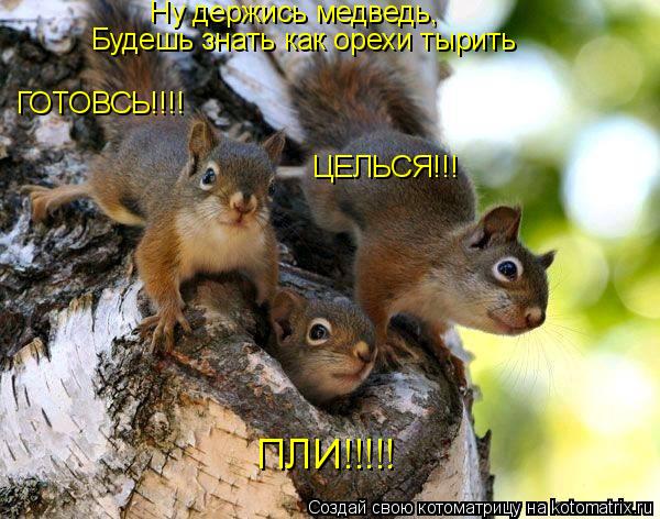 Ну держись медведь, ГОТОВСЬ!!!! ЦЕЛЬСЯ!!! ПЛИ!!!!! Будешь знать как орехи тырить... Котоматрица: Ну держись медведь, ГОТОВСЬ!!!! ЦЕЛЬСЯ!!! ПЛИ!!!!! Будешь знать как орехи тырить