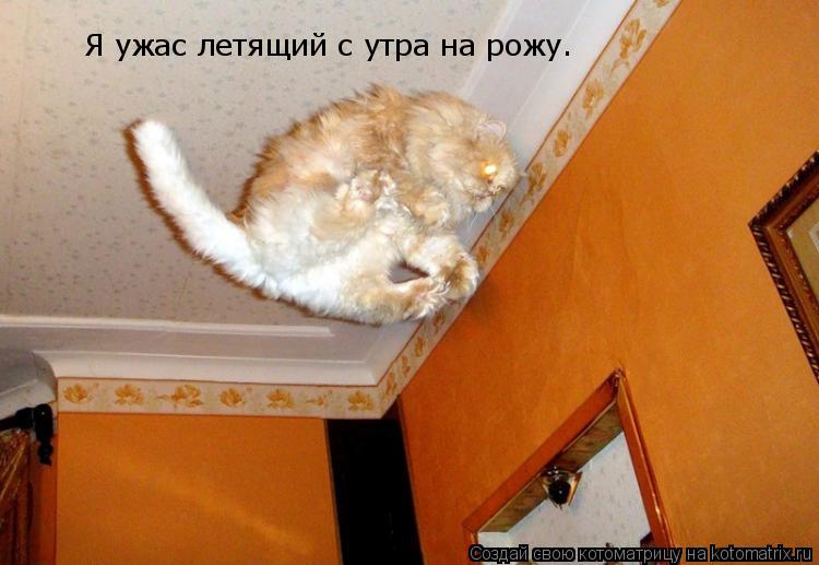 Я ужас летящий с утра на рожу.... Котоматрица: Я ужас летящий с утра на рожу.