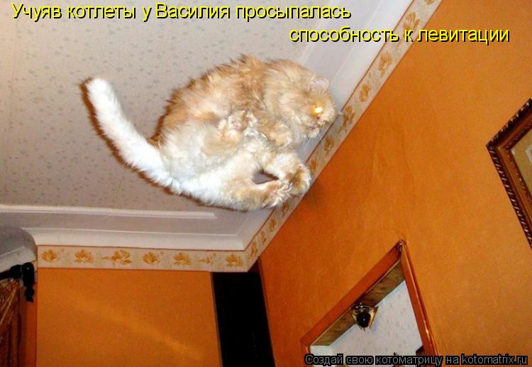 способность к левитации Учуяв котлеты у Василия просыпалась... Котоматрица: способность к левитации Учуяв котлеты у Василия просыпалась