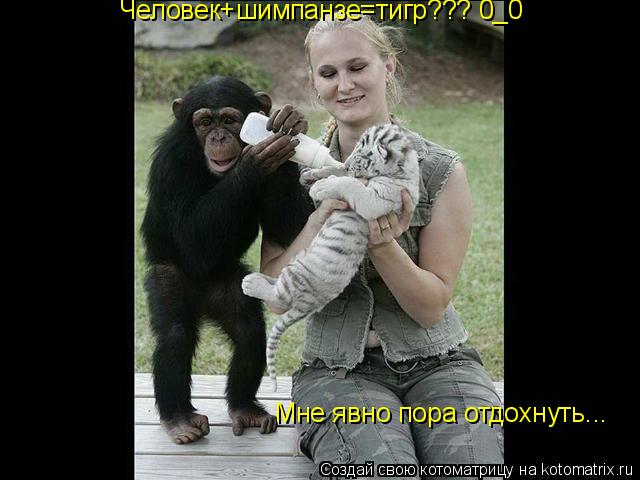 Мне явно пора отдохнуть... Человек+шимпанзе=тигр??? 0_0... Котоматрица: Мне явно пора отдохнуть... Человек+шимпанзе=тигр??? 0_0
