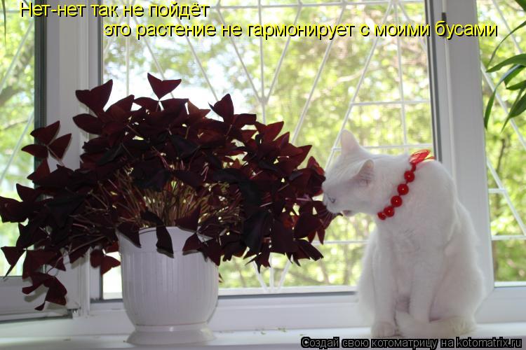 Нет-нет так не пойдёт это растение не гармонирует с моими бусами... Котоматрица: Нет-нет так не пойдёт это растение не гармонирует с моими бусами