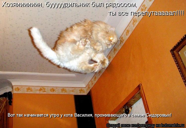 Хозяиииииин, бууууудильник был рядоооом, ты все перепутааааал!!!! Вот так начинается утро у кота Вас... Котоматрица: Хозяиииииин, бууууудильник был рядоооом, ты все перепутааааал!!!! Вот так начинается утро у кота Василия, проживающего в семье Сидоровых!