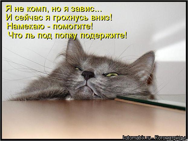 Котоматрица: Я не комп, но я завис... И сейчас я грохнусь вниз! Намекаю - помогите! Что ль под попку подержите!