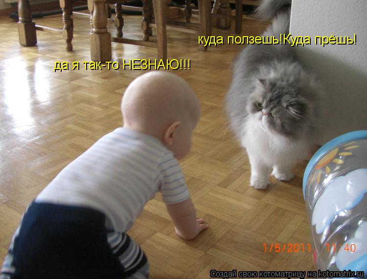 куда ползешь!Куда прёшь! да я так-то НЕЗНАЮ!!!... Котоматрица: куда ползешь!Куда прёшь! да я так-то НЕЗНАЮ!!!