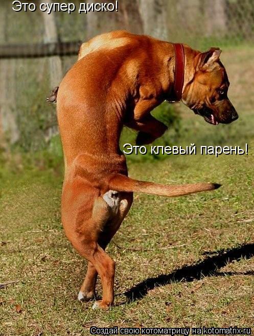 Это супер диско! Это клевый парень!... Котоматрица: Это супер диско! Это клевый парень!