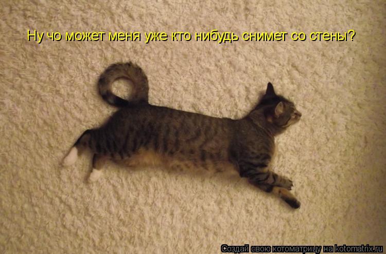 Ну чо может меня уже кто нибудь снимет со стены?... Котоматрица: Ну чо может меня уже кто нибудь снимет со стены?