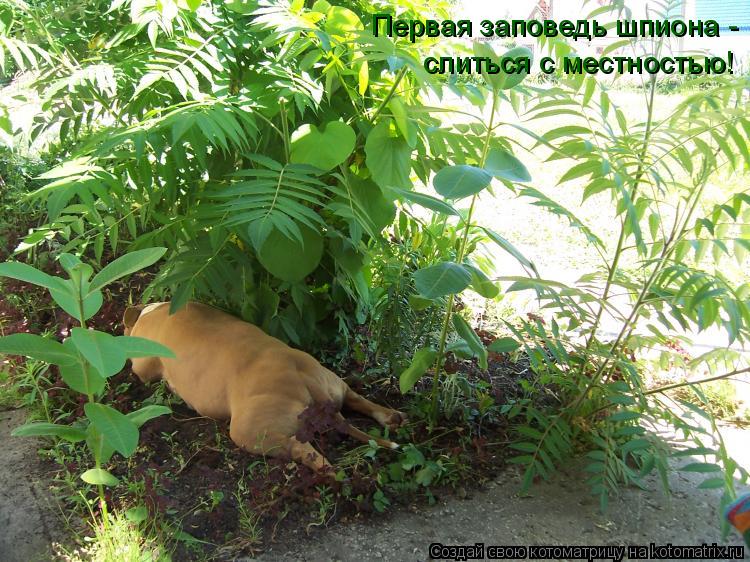 Котоматрица: Первая заповедь шпиона -  слиться с местностью!
