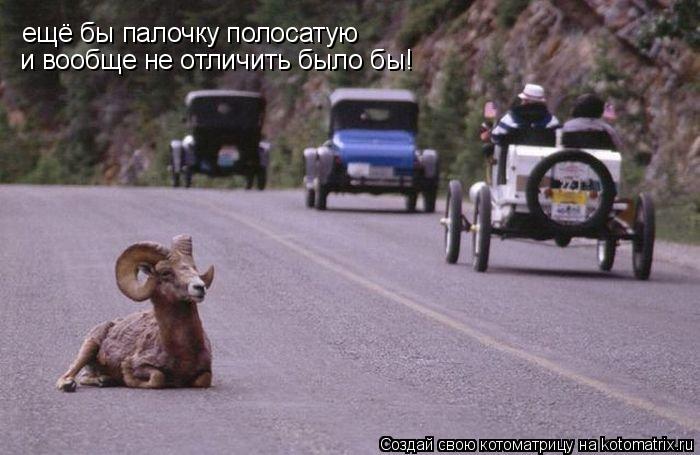 Котоматрица: ещё бы палочку полосатую и вообще не отличить было бы!