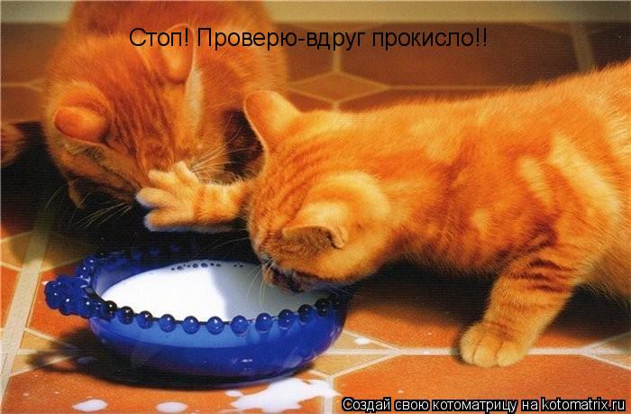Стоп! Проверю-вдруг прокисло!!... Котоматрица: Стоп! Проверю-вдруг прокисло!!