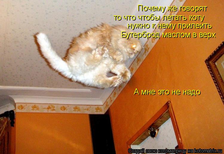Котоматрица: Почему же говорят  то что чтобы летать коту нужно к нему прилеить  Бутерброд маслом в верх А мне это не надо