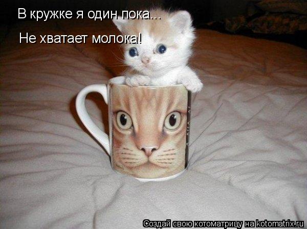 Котоматрица: В кружке я один пока... Не хватает молока!