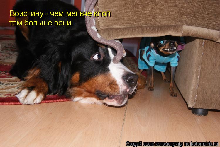 Воистину - чем мельче клоп тем больше вони... Котоматрица: Воистину - чем мельче клоп тем больше вони