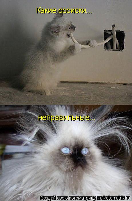 Какие сосиски... неправильные...... Котоматрица: Какие сосиски... неправильные...