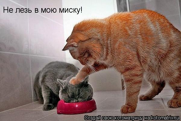 Не лезь в мою миску!... Котоматрица: Не лезь в мою миску!
