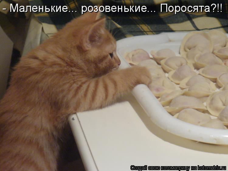 - Маленькие... розовенькие... Поросята?!!... Котоматрица: - Маленькие... розовенькие... Поросята?!!