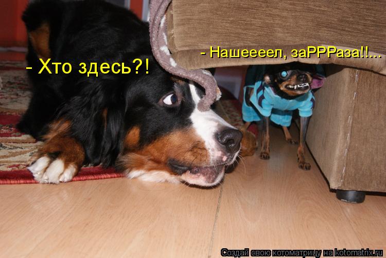- Хто здесь?! - Нашеееел, заРРРаза!!...... Котоматрица: - Хто здесь?! - Нашеееел, заРРРаза!!...