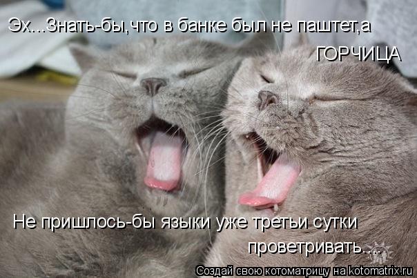 Эх...Знать-бы,что в банке был не паштет,а ГОРЧИЦА Не пришлось-бы языки уже третьи сутки проветриват... Котоматрица: Эх...Знать-бы,что в банке был не паштет,а ГОРЧИЦА Не пришлось-бы языки уже третьи сутки проветривать....