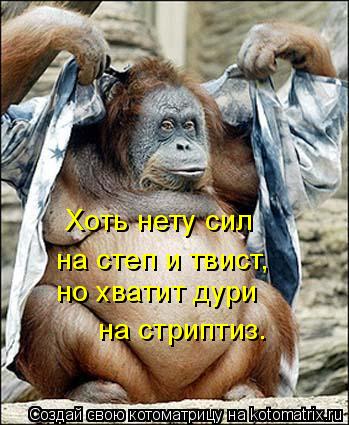 Хоть нету сил на степ и твист, но хватит дури на стриптиз.... Котоматрица: Хоть нету сил на степ и твист, но хватит дури на стриптиз.