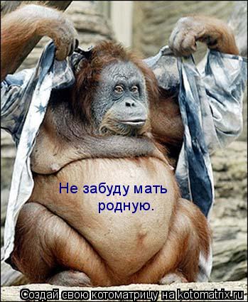 Не забуду мать родную.... Котоматрица: Не забуду мать родную.