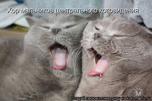 Хор мальчиков центрального котовидения... Котоматрица: Хор мальчиков центрального котовидения