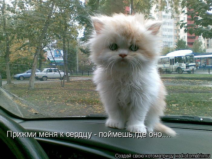 Прижми меня к сердцу - поймешь,где оно....... Котоматрица: Прижми меня к сердцу - поймешь,где оно....
