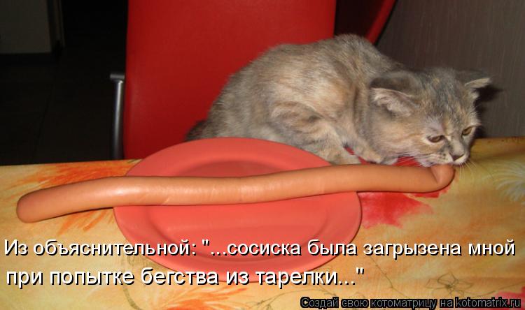 Из объяснительной: "...сосиска была загрызена мной при попытке бегства из тарелки..."... Котоматрица: Из объяснительной: "...сосиска была загрызена мной при попытке бегства из тарелки..."