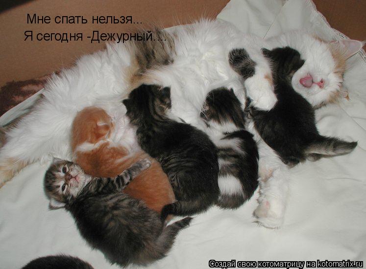 Мне спать нельзя... Я сегодня -Дежурный....... Котоматрица: Мне спать нельзя... Я сегодня -Дежурный....