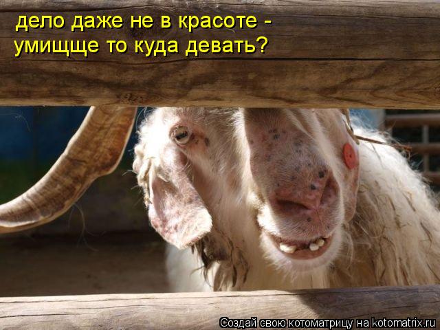 дело даже не в красоте - умищще то куда девать?... Котоматрица: дело даже не в красоте - умищще то куда девать?