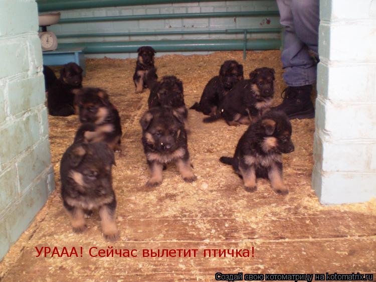 УРААА! Сейчас вылетит птичка!... Котоматрица: УРААА! Сейчас вылетит птичка!