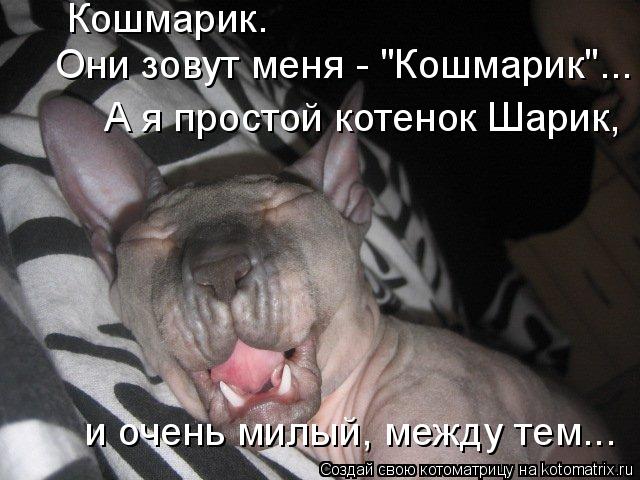 Кошмарик. Они зовут меня - "Кошмарик"... А я простой котенок Шарик, и очень милый, между тем...... Котоматрица: Кошмарик. Они зовут меня - "Кошмарик"... А я простой котенок Шарик, и очень милый, между тем...