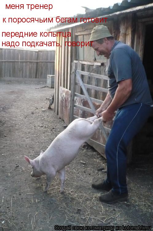 меня тренер к поросячьим бегам готовит передние копытца надо подкачать, говорит... Котоматрица: меня тренер к поросячьим бегам готовит передние копытца надо подкачать, говорит