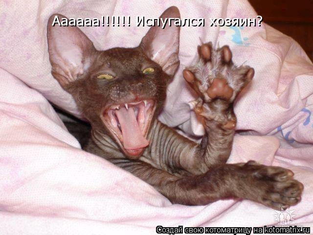 Аааааа!!!!!! Испугался хозяин?... Котоматрица: Аааааа!!!!!! Испугался хозяин?