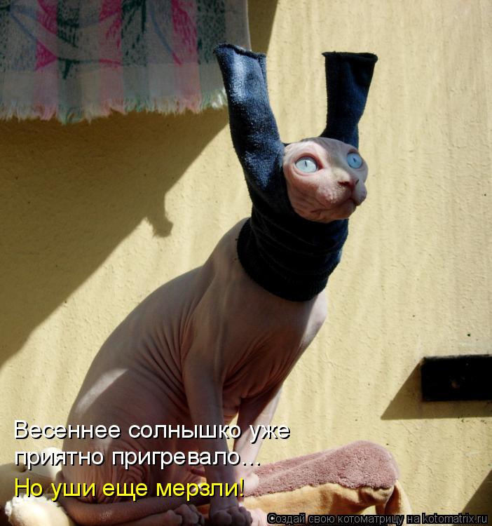 Весеннее солнышко уже приятно пригревало... Но уши еще мерзли!... Котоматрица: Весеннее солнышко уже приятно пригревало... Но уши еще мерзли!