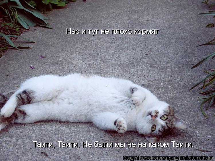 Таити, Таити. Не были мы не на каком Таити. Нас и тут не плохо кормят... Котоматрица: Таити, Таити. Не были мы не на каком Таити. Нас и тут не плохо кормят