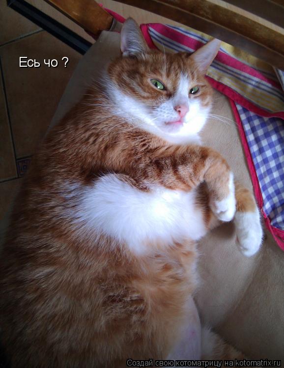 Есь чо ?... Котоматрица: Есь чо ?