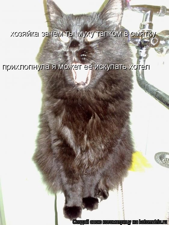 хозяйка зачем ты муху тапком в смятку прихлопнула я может её искупать хотел... Котоматрица: хозяйка зачем ты муху тапком в смятку прихлопнула я может её искупать хотел