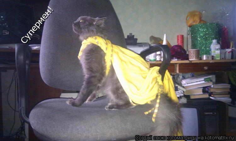 Супермен!... Котоматрица: Супермен!