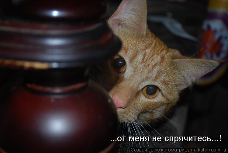 ...от меня не спрячитесь...!... Котоматрица: ...от меня не спрячитесь...!