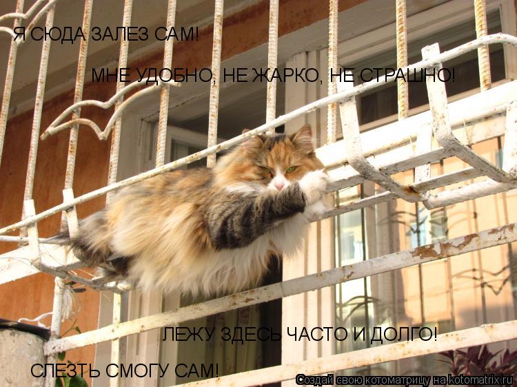 Я СЮДА ЗАЛЕЗ САМ! МНЕ УДОБНО, НЕ ЖАРКО, НЕ СТРАШНО! ЛЕЖУ ЗДЕСЬ ЧАСТО И ДОЛГО! СЛЕЗТЬ СМОГУ САМ!... Котоматрица: Я СЮДА ЗАЛЕЗ САМ! МНЕ УДОБНО, НЕ ЖАРКО, НЕ СТРАШНО! ЛЕЖУ ЗДЕСЬ ЧАСТО И ДОЛГО! СЛЕЗТЬ СМОГУ САМ!