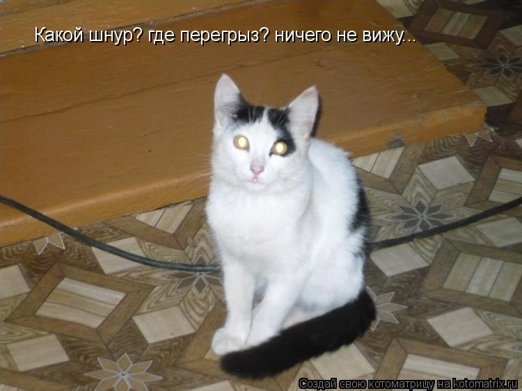Какой шнур? где перегрыз? ничего не вижу...... Котоматрица: Какой шнур? где перегрыз? ничего не вижу...