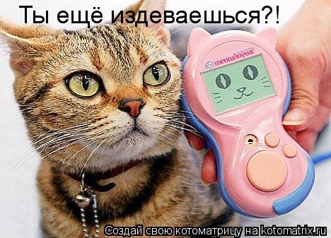 Ты ещё издеваешься?!... Котоматрица: Ты ещё издеваешься?!
