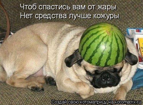 Чтоб спастись вам от жары Нет средства лучше кожуры... Котоматрица: Чтоб спастись вам от жары Нет средства лучше кожуры