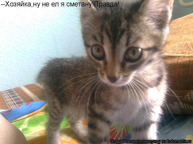 --Хозяйка,ну не ел я сметану!Правда!... Котоматрица: --Хозяйка,ну не ел я сметану!Правда!