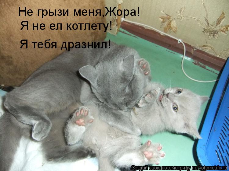 Не грызи меня,Жора! Я не ел котлету! Я тебя дразнил!... Котоматрица: Не грызи меня,Жора! Я не ел котлету! Я тебя дразнил!