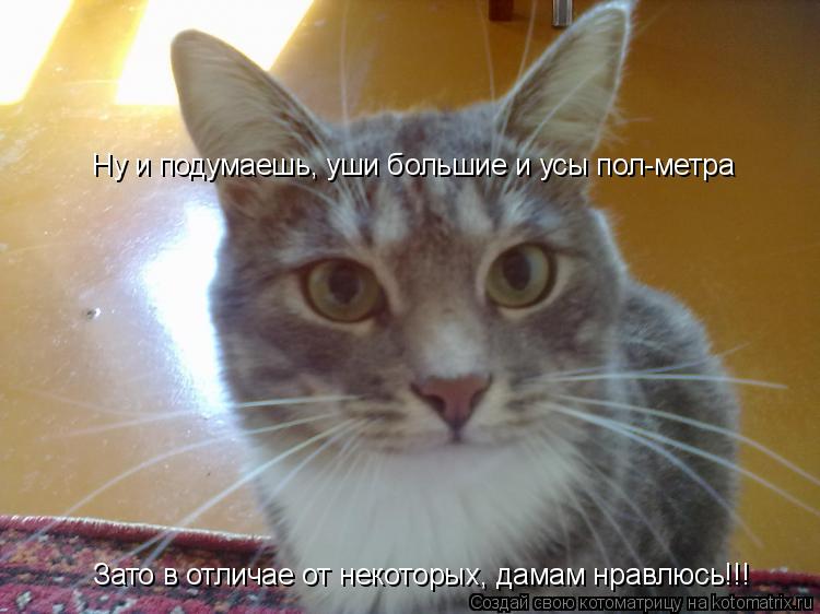 Ну и подумаешь, уши большие и усы пол-метра Зато в отличае от некоторых, дамам нравлюсь!!!... Котоматрица: Ну и подумаешь, уши большие и усы пол-метра Зато в отличае от некоторых, дамам нравлюсь!!!