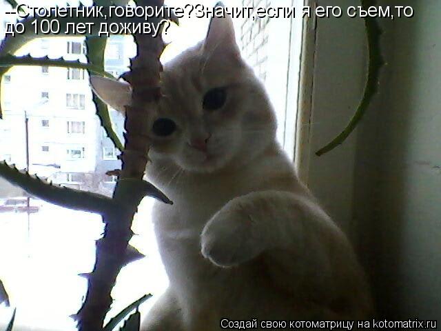 --Столетник,говорите?Значит,если я его съем,то до 100 лет доживу?... Котоматрица: --Столетник,говорите?Значит,если я его съем,то до 100 лет доживу?